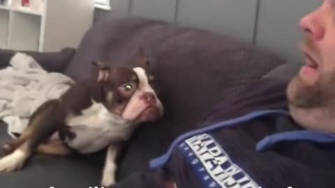 Dog's Comedy Videos 🤣 so cute videos and puppies comedy scenes 😂 so cute 🥰 🥰 🥰 🥰