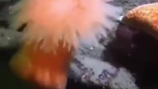 🤣🐠 You Won't Believe What This Anemone Did! | FunFM