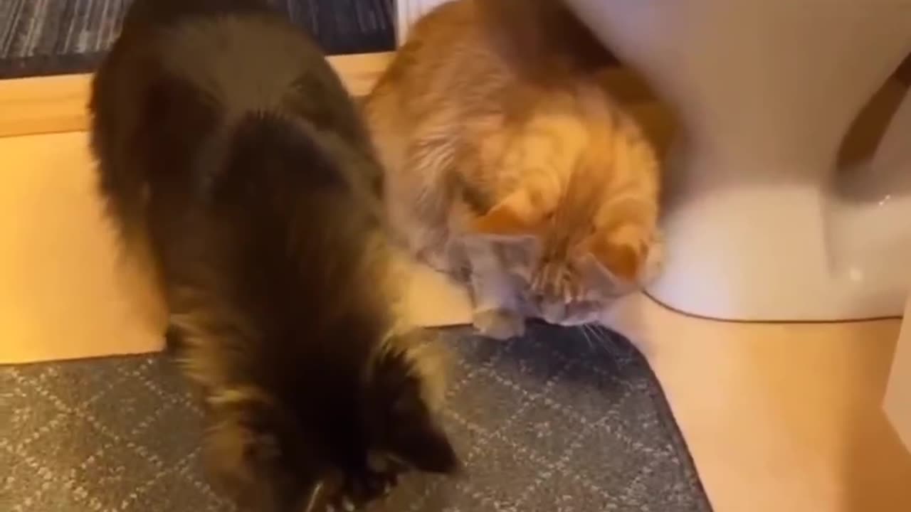 Cats Doing Funny Things | Must Watch 😸🔥