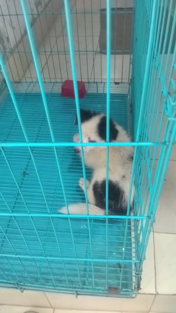 Too Cute to Handle 😍 Puppies Chilling in a Crate.