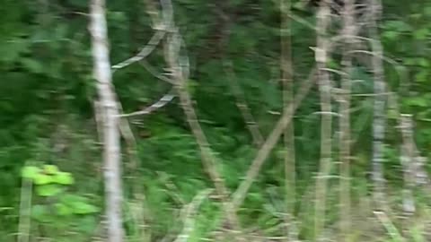 💀🌲 Bone Pile Found Near Woods | TheHauntingHour