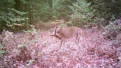 deer have itches too!