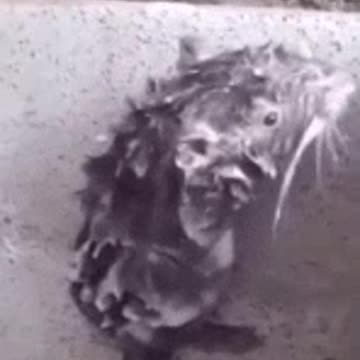 Rat is bathing