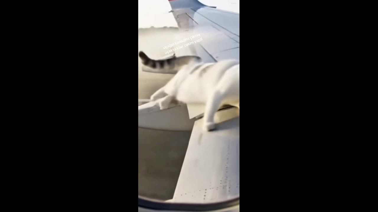 The cat was kicked off the plane.