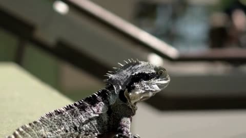 IGUANA