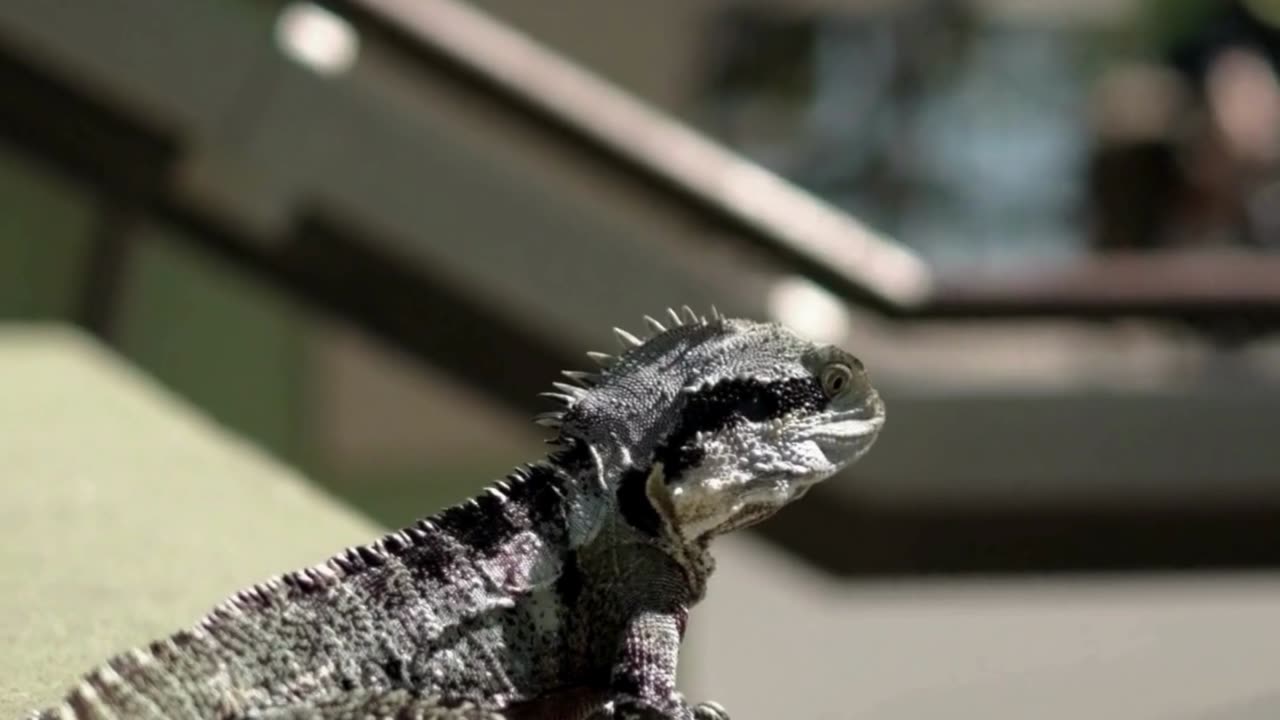 IGUANA