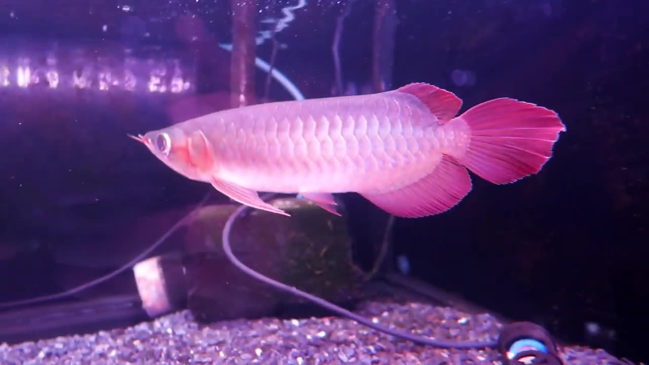 【龍爵士】32公分 特 印尼紅 (1)