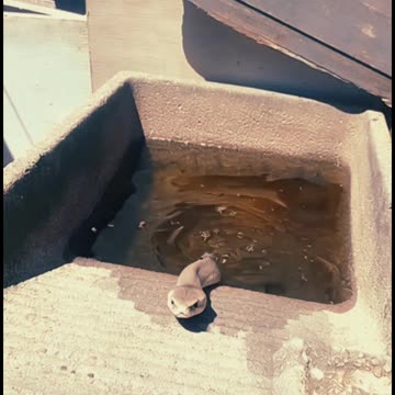 ¡Una serpiente con los perritos!