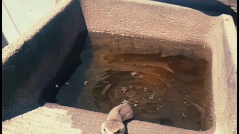 ¡Una serpiente con los perritos!