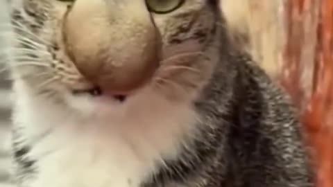 🐝 bee and cat funny video 😅