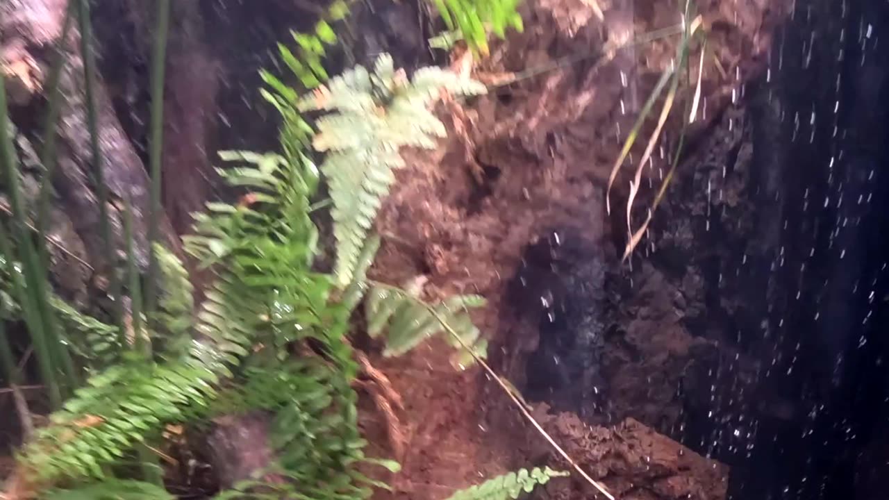 African millapede at the San Diego Zoo