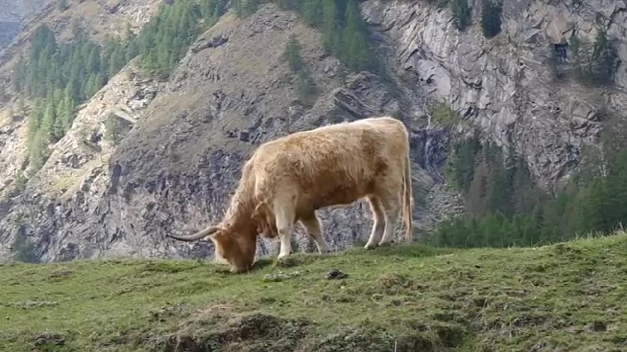 Flaming Cows and Furry Fiascos