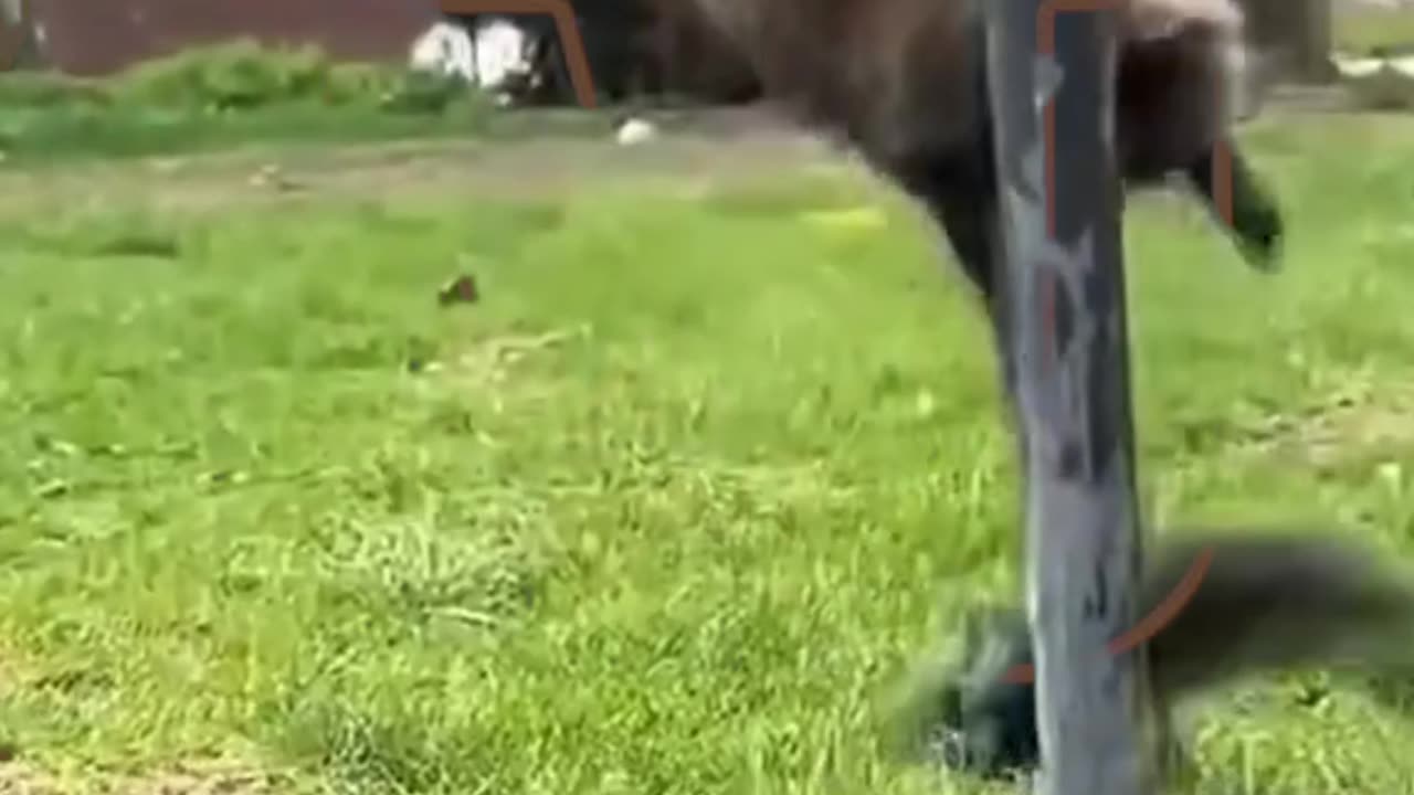 Funny animals video