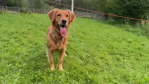 Golden Retriever Flips While Retrieving Ball