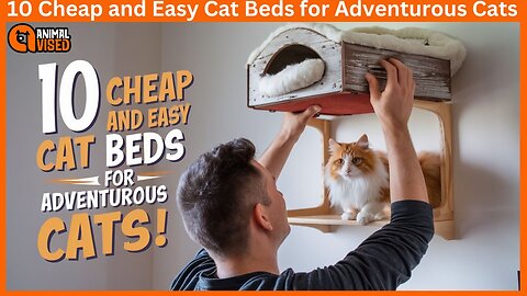 10 Cheap and Easy Cat Beds for Adventurous Cats 🐾 Animal Vised