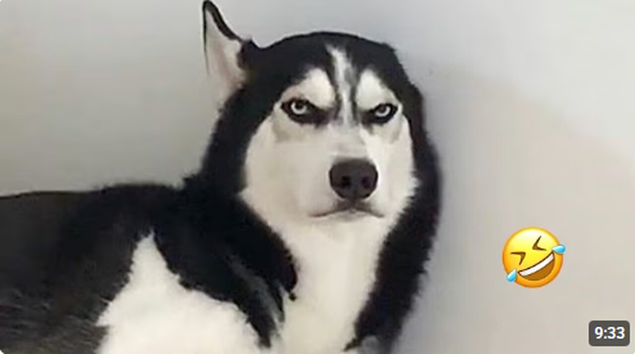 FUNNIEST Huskies | Normal dogs vs Huskies🤣 | 10 Minutes Best Videos |