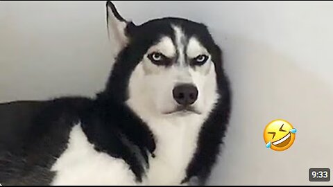 FUNNIEST Huskies | Normal dogs vs Huskies🤣 | 10 Minutes Best Videos |