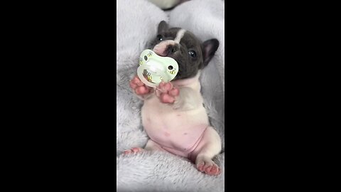 Dog funny