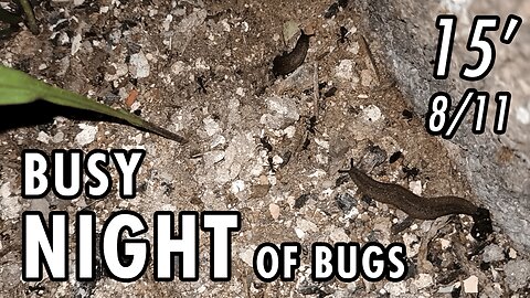 ASMR | Just as I like it. One night with lots of bugs here and there - 15' 8/11