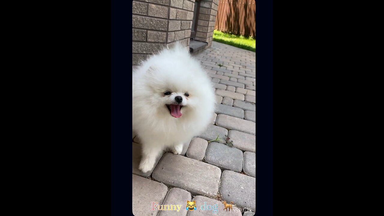 This dog is so cute, please watch until the end.