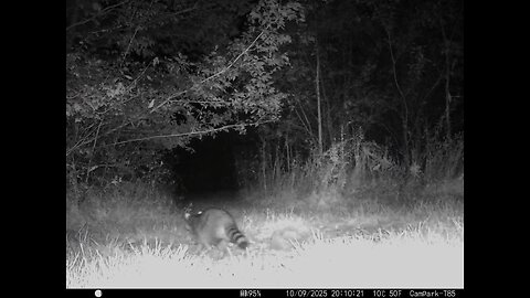 Deer Cam 10 09 2025 Raccoon Game Cam Trail Camera
