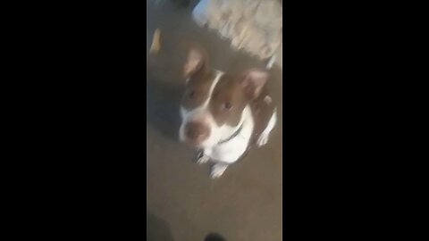 Flying Pit Bull Breaks the Sound Barrier 🚀 | Algorithm of Flight Series