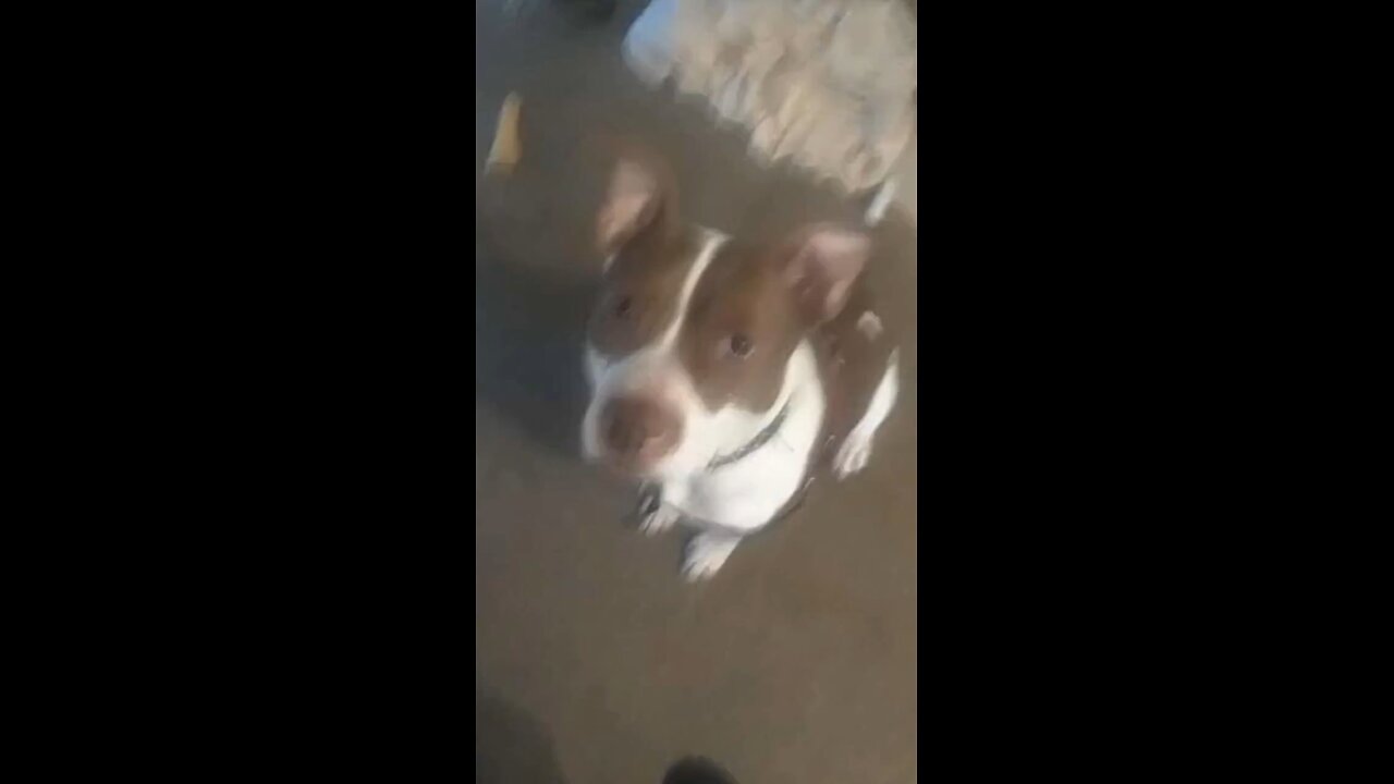 Flying Pit Bull Breaks the Sound Barrier 🚀 | Algorithm of Flight Series