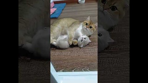 funny cats and dogs
