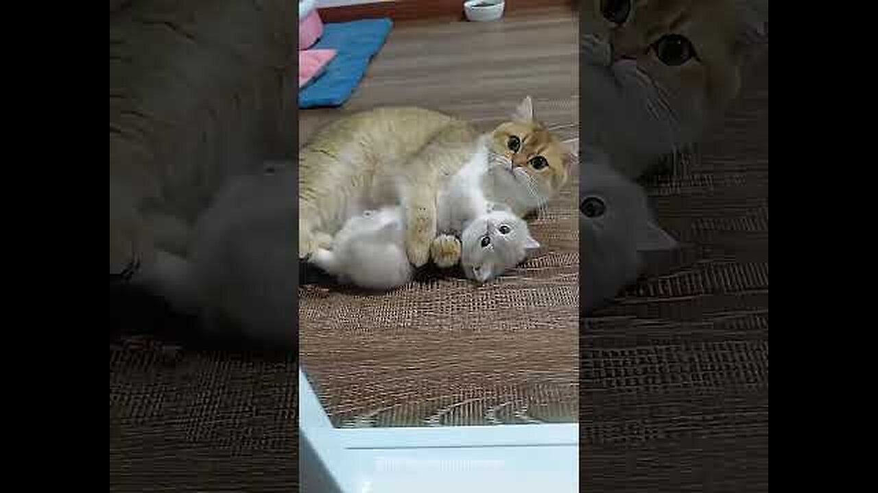 funny cats and dogs