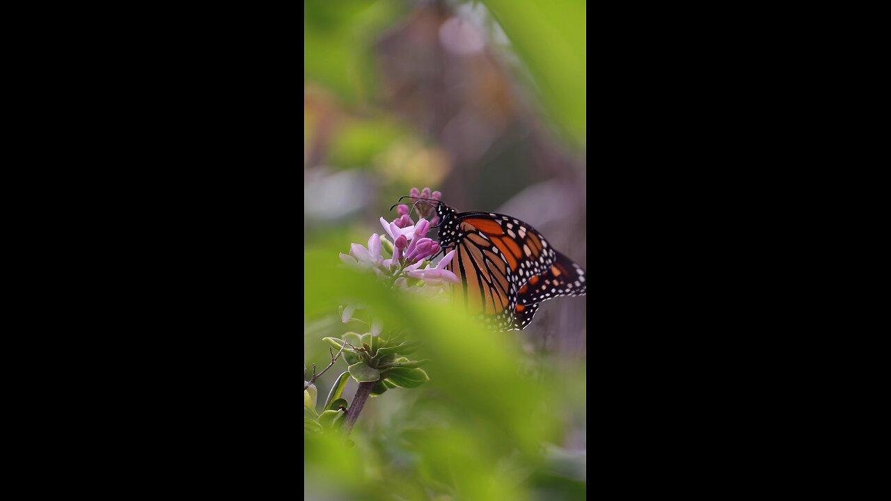 Monarch Butterfly on Lilac Flowers