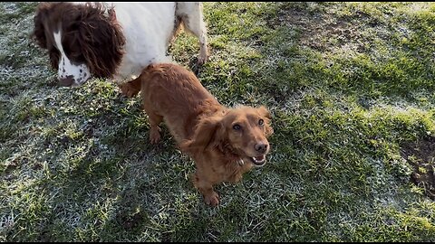 31/12/25 trail run with molly and willow