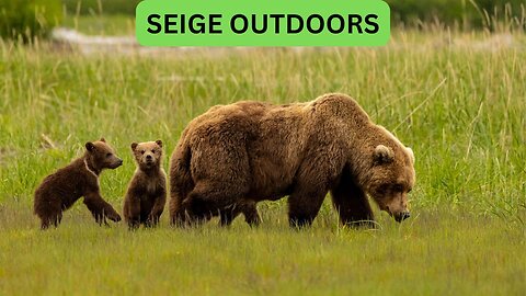 Katmai National Park Bear Feeding Live Stream!