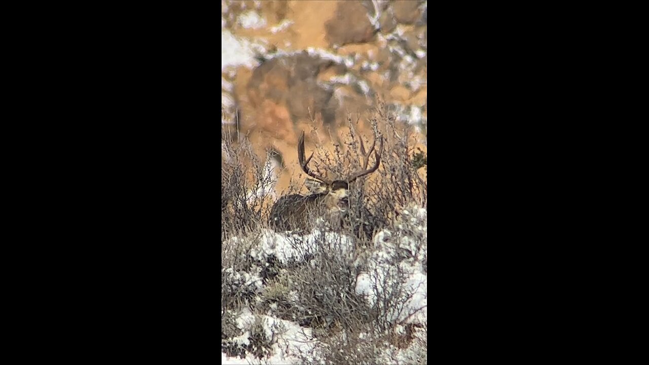 Mule deer