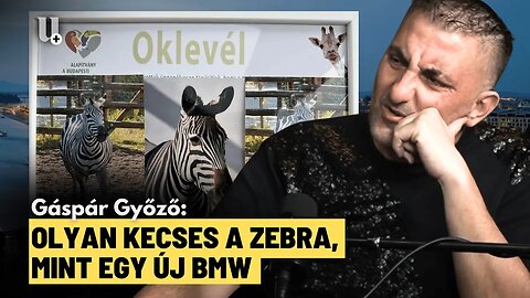 Megszólal Győzike a zebraügyi kinevezéséről: Orbán Viktortól egy csokit sem fogadnék el!