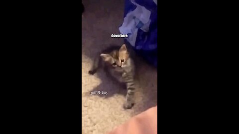 funny cat video