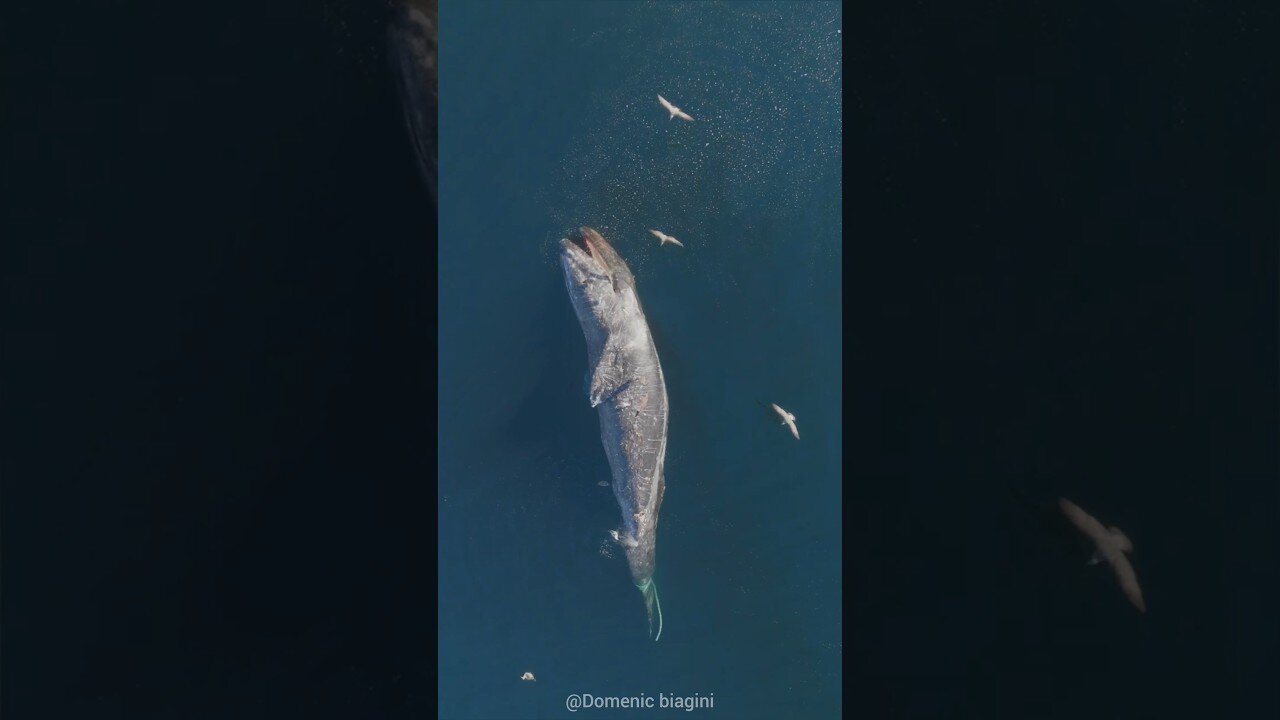 This Whale's Got a Problem (And It's Sticky)