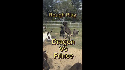 Mini donkeys like Dragon and Prince play fight for many reasons