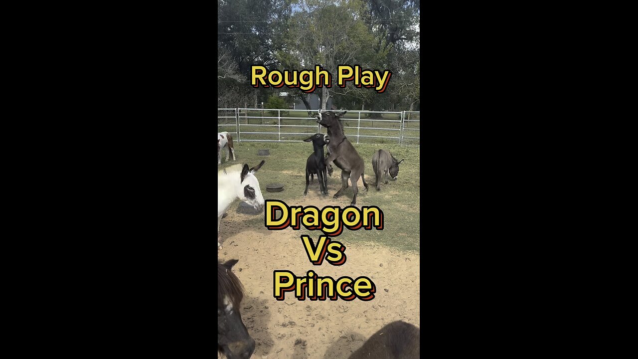 Mini donkeys like Dragon and Prince play fight for many reasons