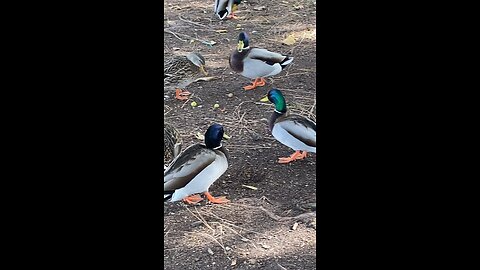 Mallard Ducks 🦆 #ducks #duck #mallardducks #viral #trending #subscribe #shorts