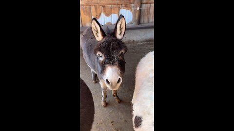 Adorable Baby Donkey – Cutest Moments Ever!