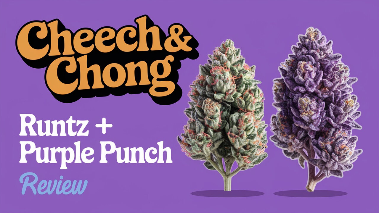 Blazing with Cheech & Chong: Runtz + Purple Punch – A High Quality Review! 🌿