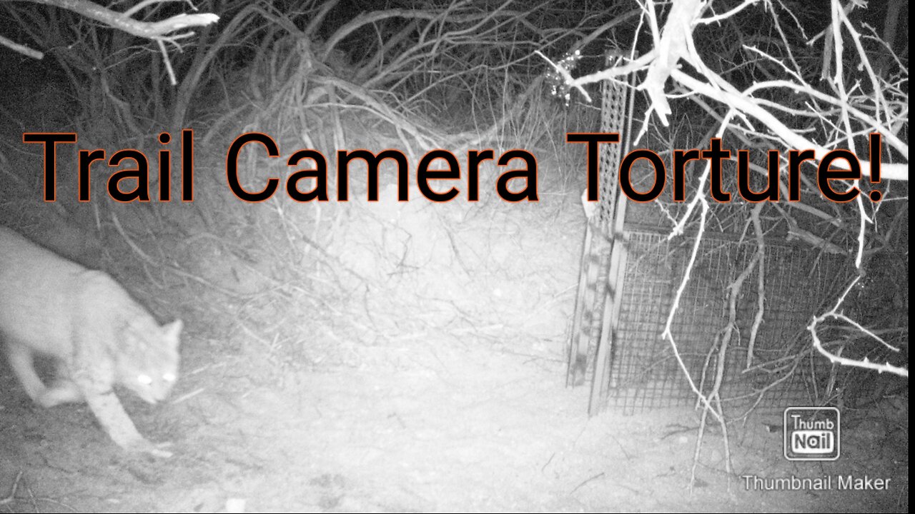 Trail Camera Torture! The ones that got away!