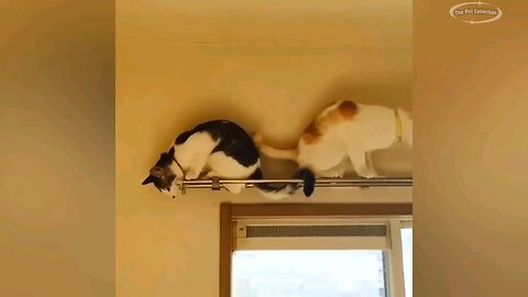 Funny cats