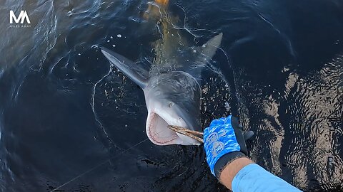 Looking for a bull red... but got bull sh** bull SHARKS instead!