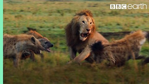 Lion Trapped by Clan of Hyenas