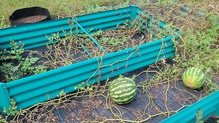 Is it time to pick a watermelon?