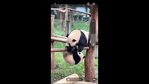 Funny Baby panda with mommy