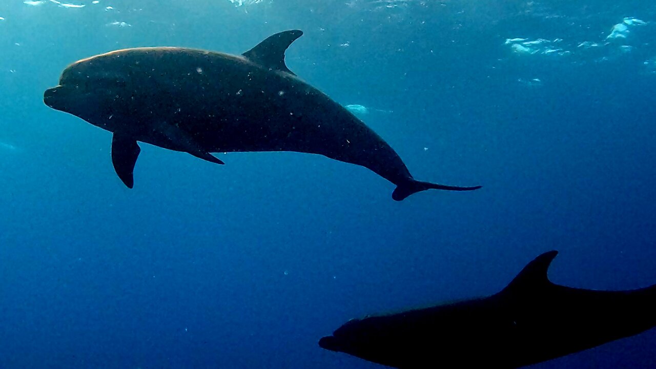 Curious dolphin pod surrounds scuba divers as they surface in the Galapagos