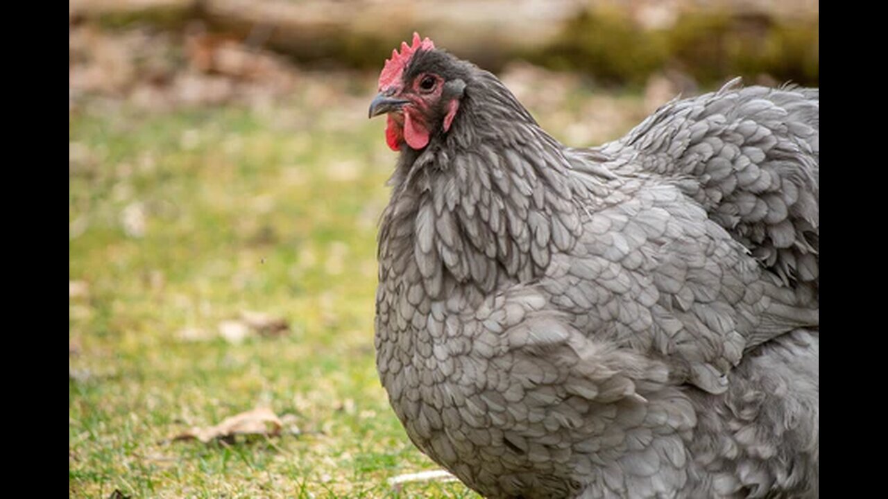 Chicken with Prolapse