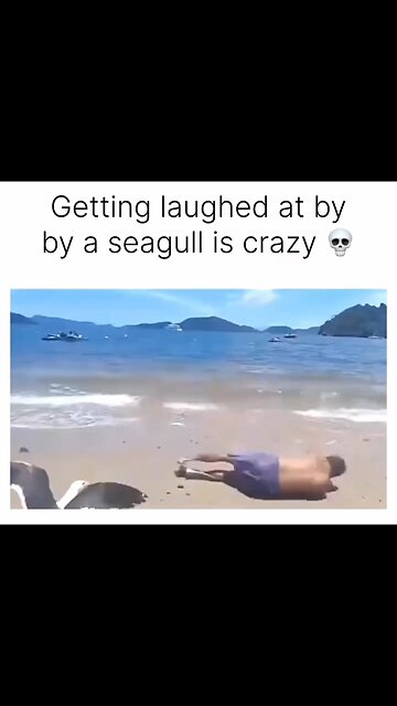 Seagull laughs at man 😄